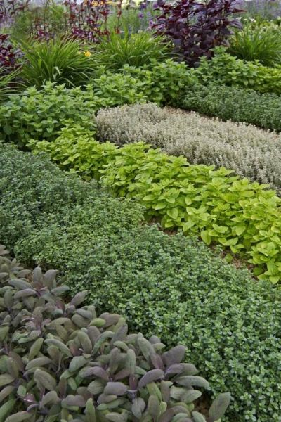 Giardino Aromatico