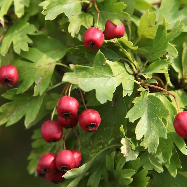Collezione di Frutti Antichi