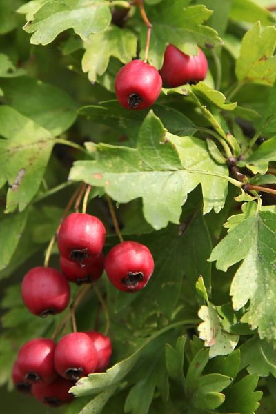 Collezione di Frutti Antichi
