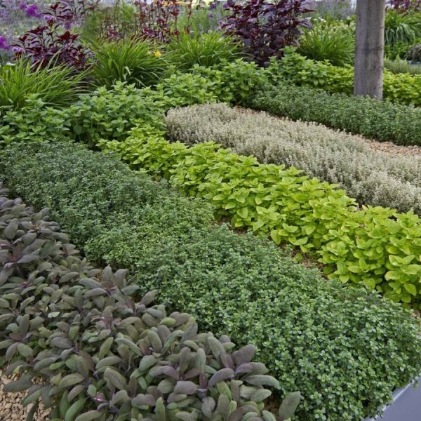 Giardino Aromatico