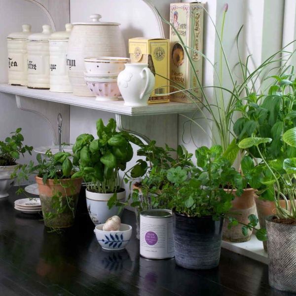 Kitchen Garden
